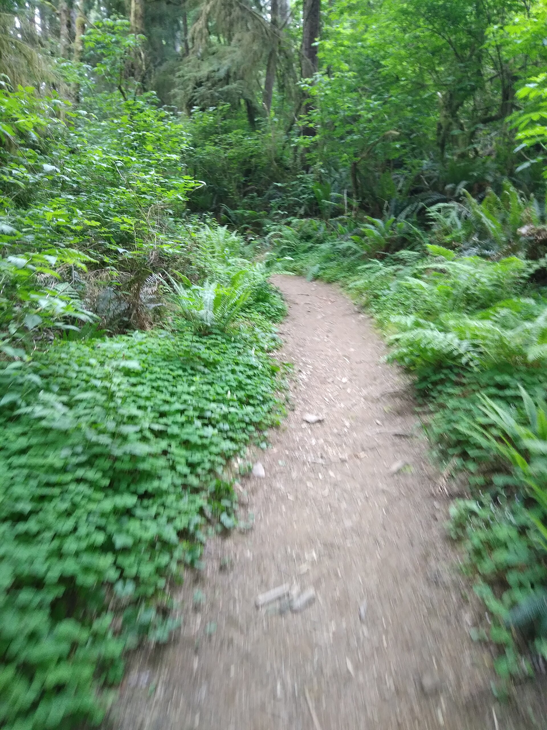 Forested Cathedral Tree Trail in Astoria, Oregon