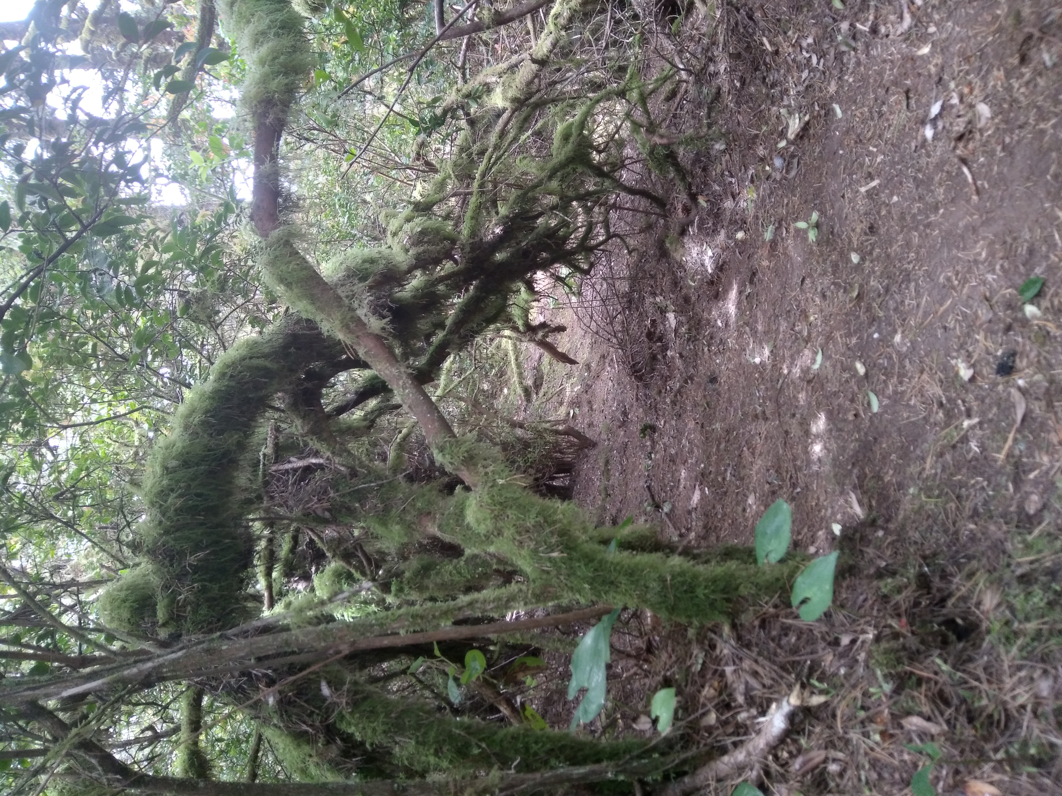 Moss-covered shrubs arch over the Hobbit Trail toward Hobbit Beach on the Oregon Coast
