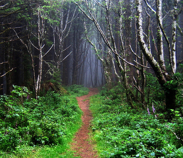 A trail through the woods.