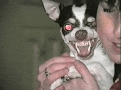 doggy