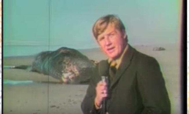 Historic news footage from the 1970 Florence exploding whale event