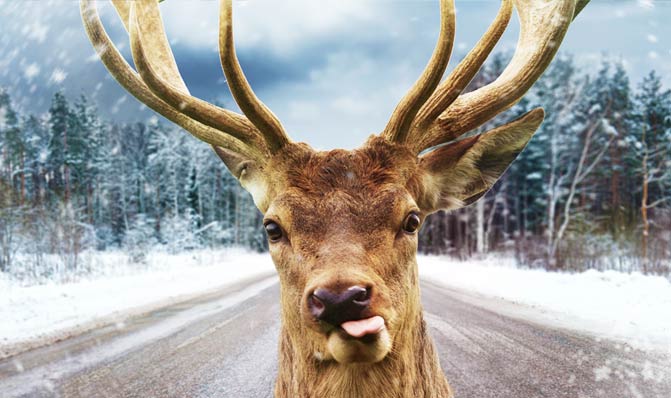 deerroad