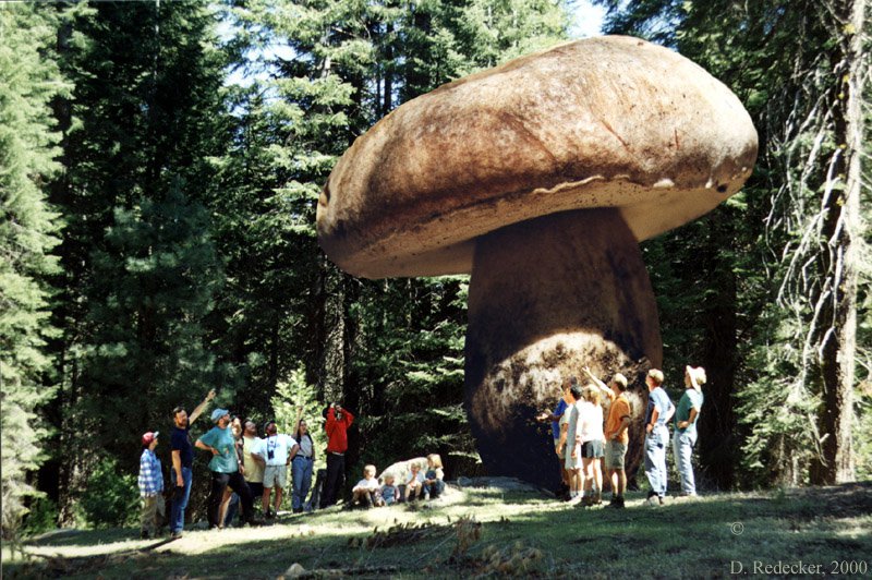 Mushroom3