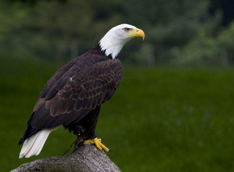 baldeagle
