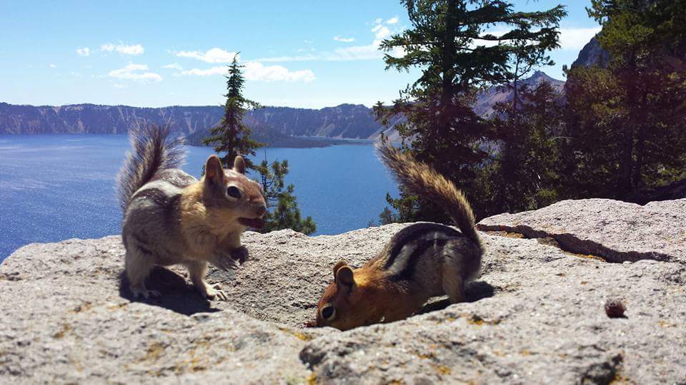 chipanddale