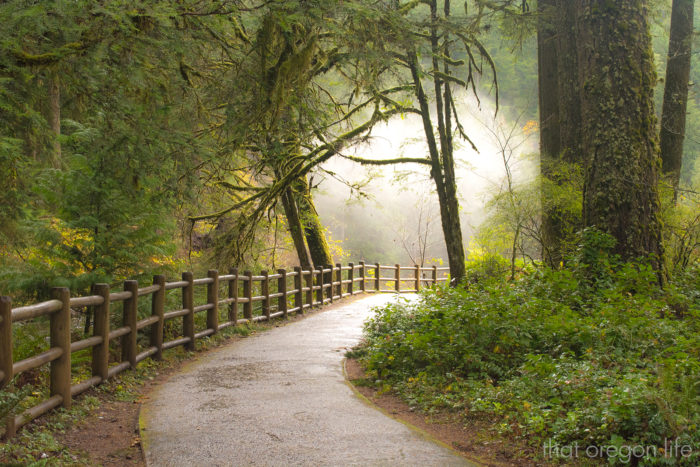 trail1600 silver falls state park