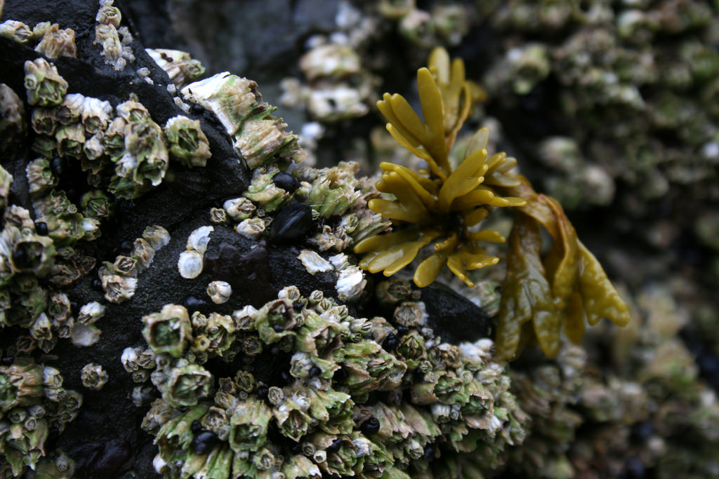 Cannon Beach Coral