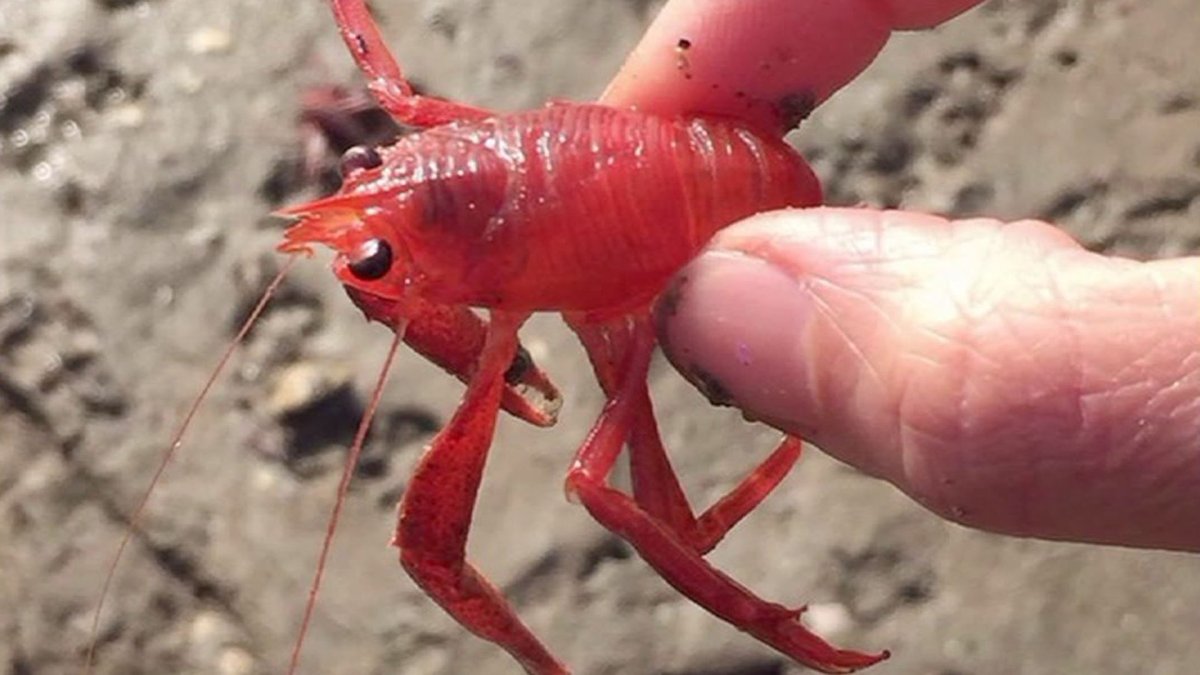 squat-lobster-2
