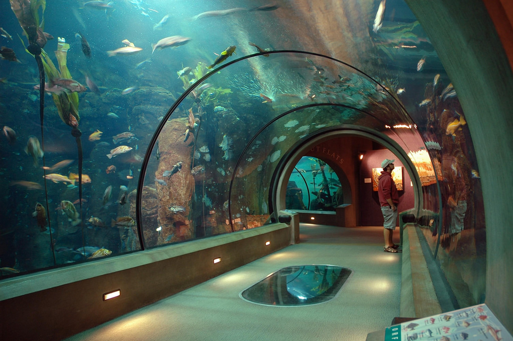 Newport’s Aquarium Shines as the Oregon Coast’s Gem with National Recognition