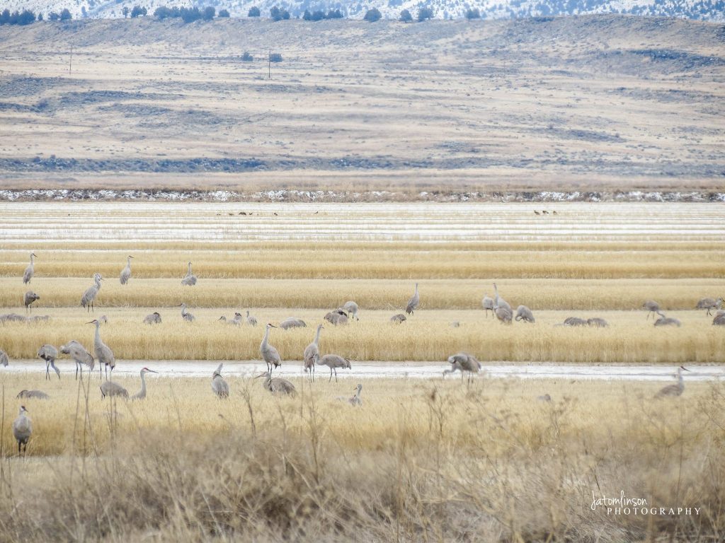 Department of Fish and Wildlife, BLM, Bureau of Land Management, New Hunting Proposal, IP28, Federal Government