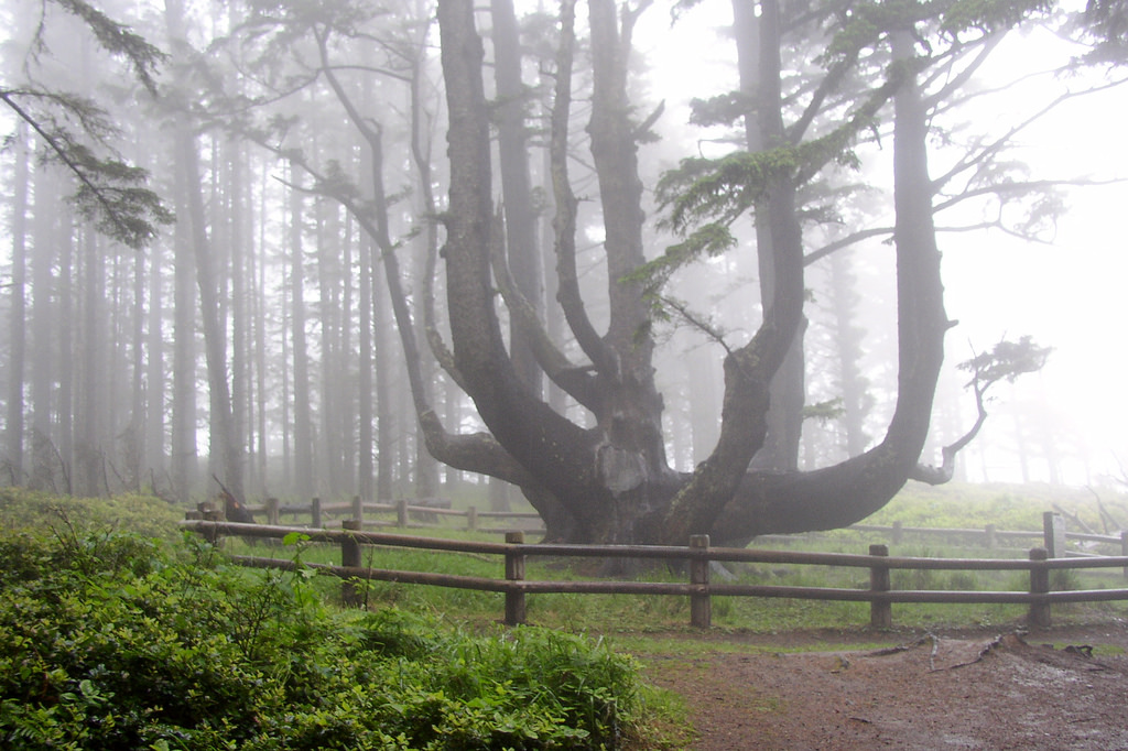 559205051_889a10aa3e_b octopus tree