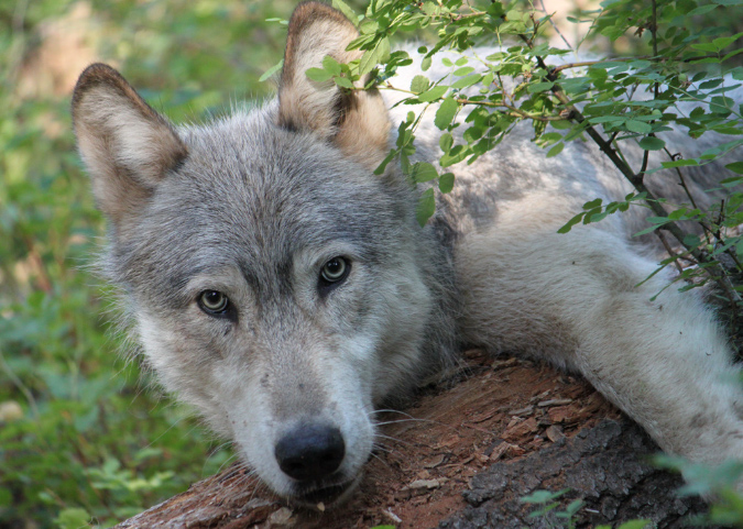 wolves