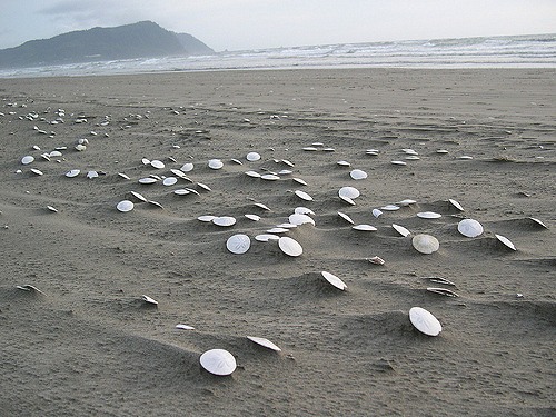 Sand dollars on the Oregon Coast