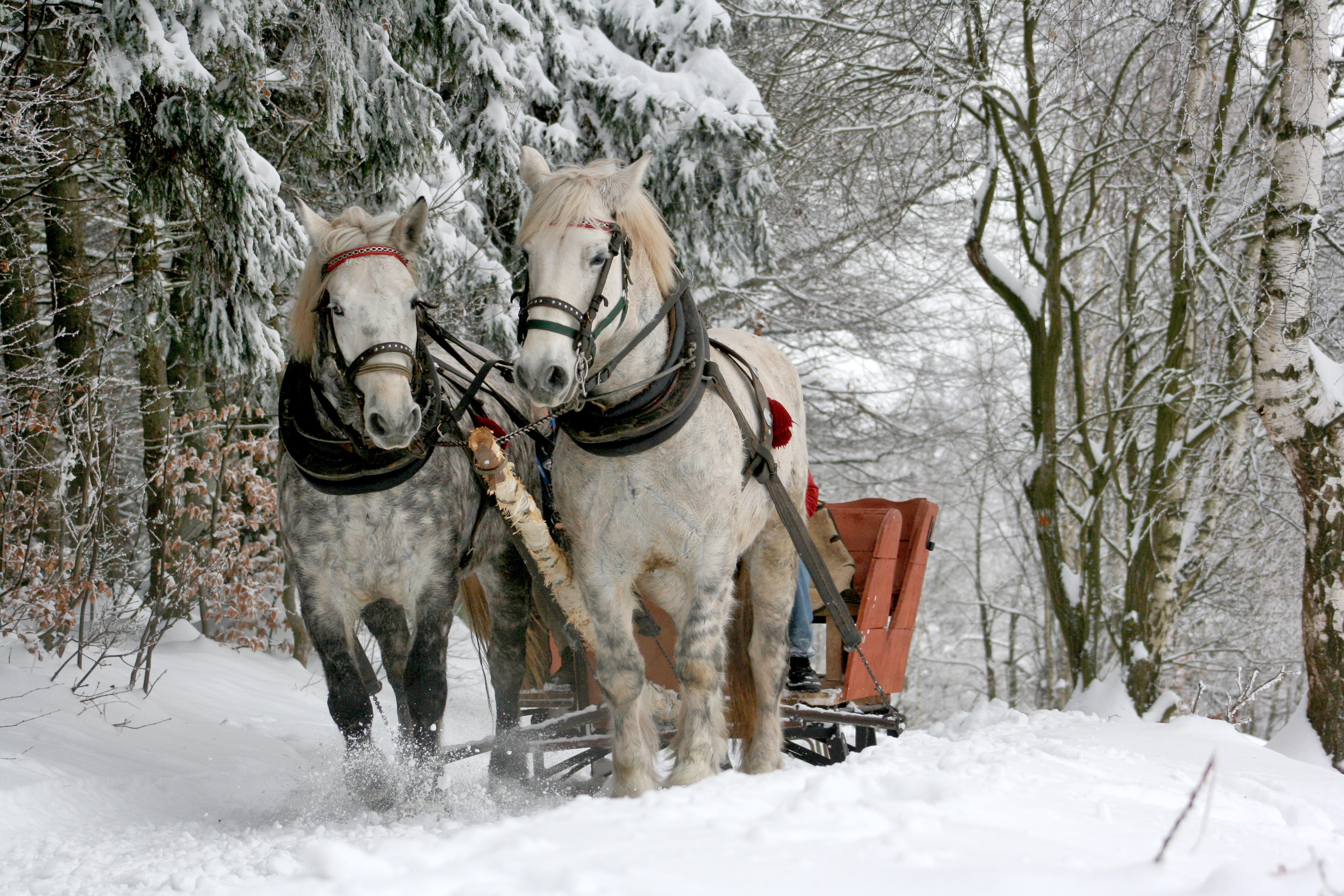 Classic Oregon Sleigh Rides On Mount Hood Start In December 2021