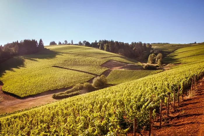 Archery Summit Winery Features An Underground Wine Cave Tour