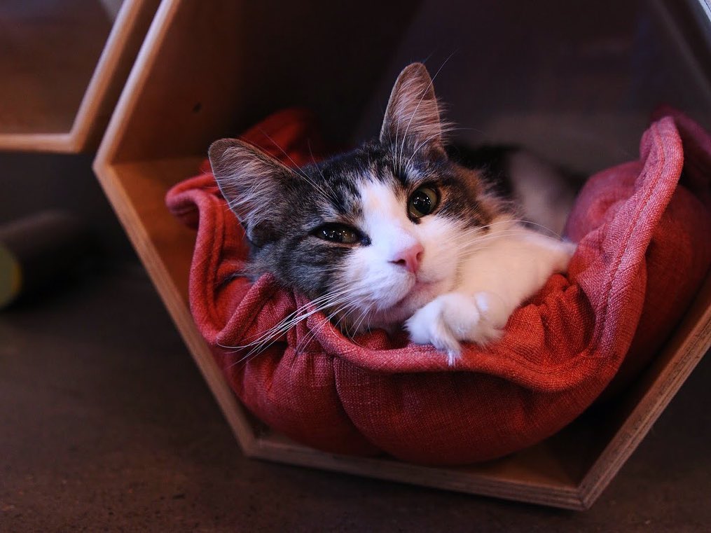 69900294_2531035947115197_3133202080068534272_o Purrington's Cat Lounge
