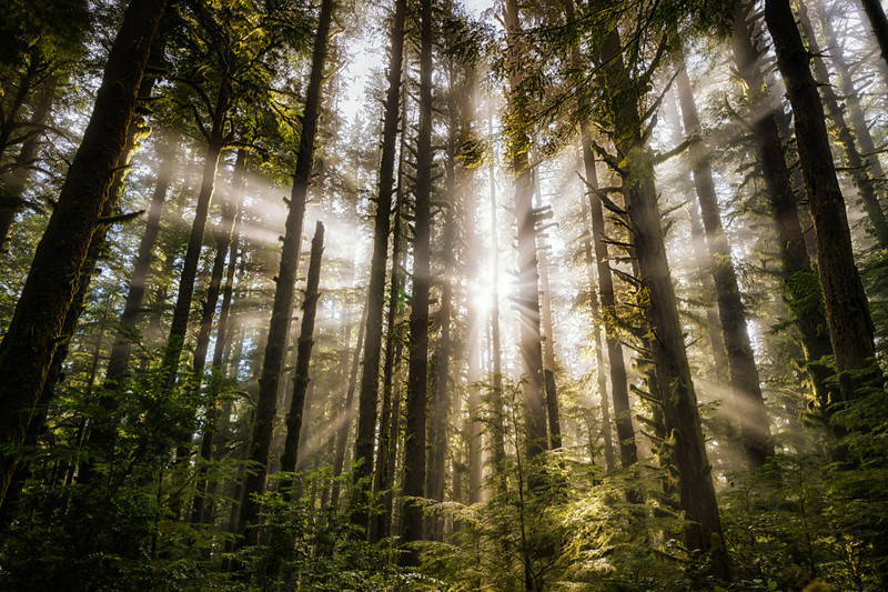 Stuck Inside? Take A Virtual Oregon Nature Tour With Us