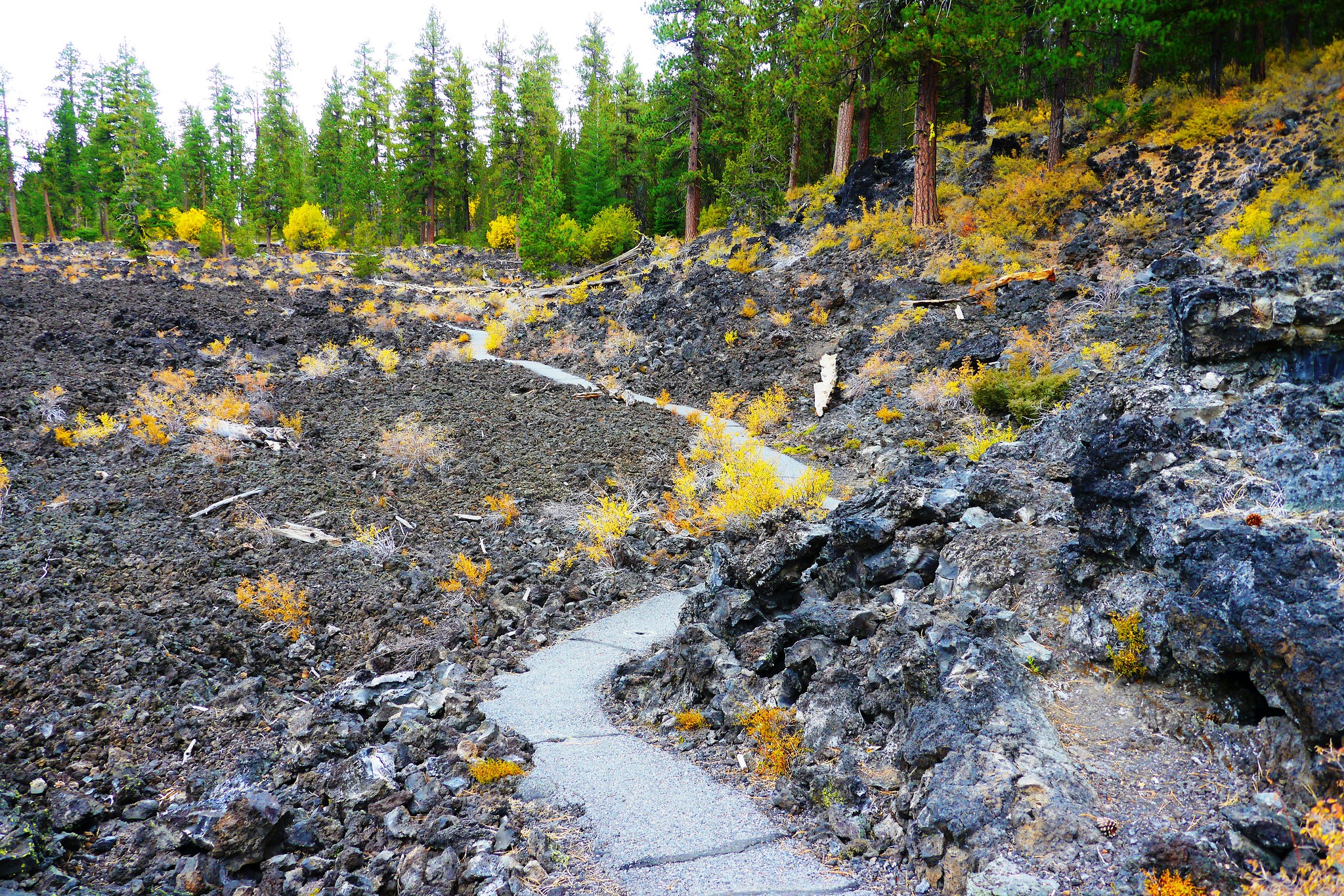 Lava Cast Forest Trail by Rick Obst via Flickr CC2 Lava Cast Forest Oregon