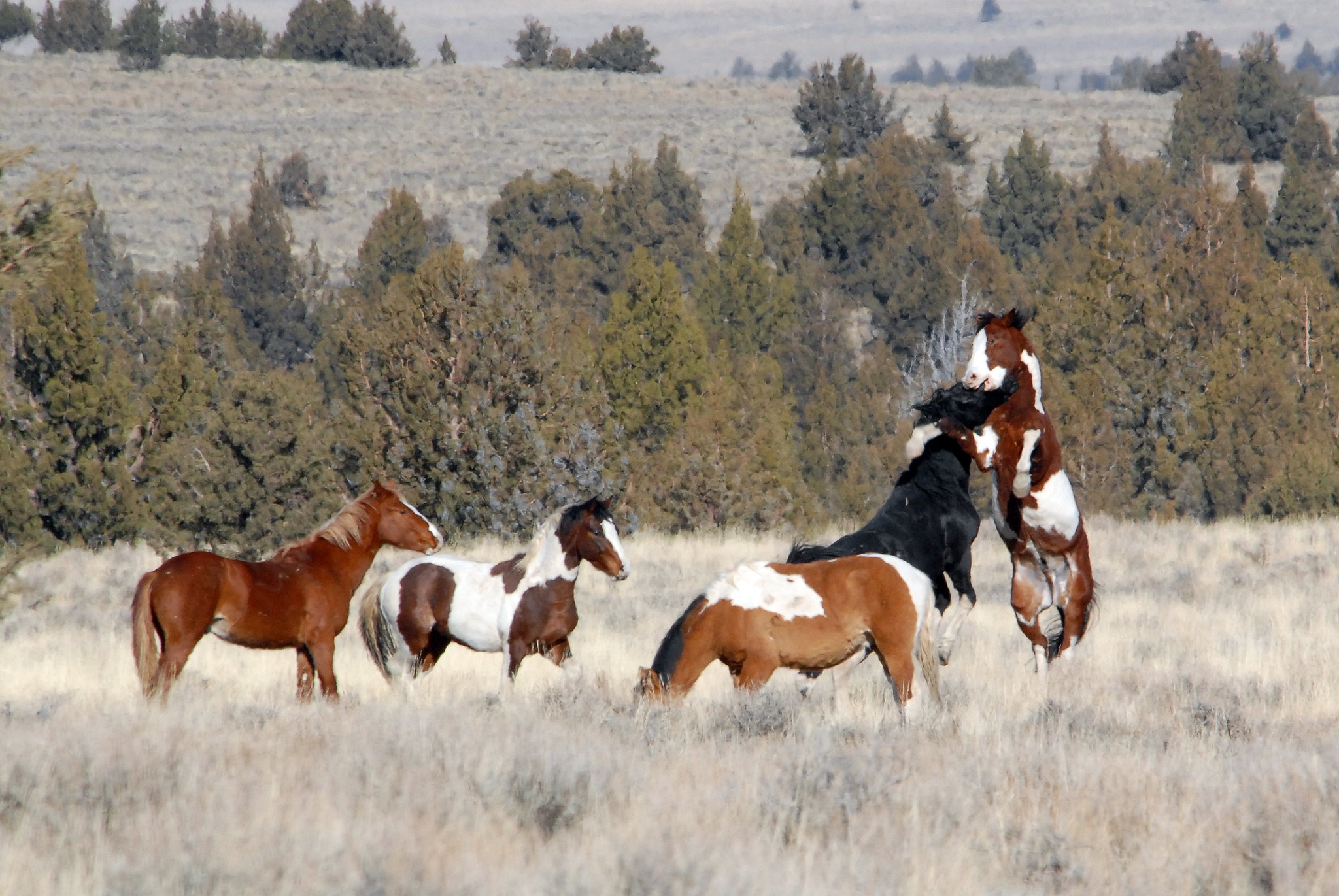 Wild Mustangs At South Steens Photo by Dan Dzurisin via Flickr CC2