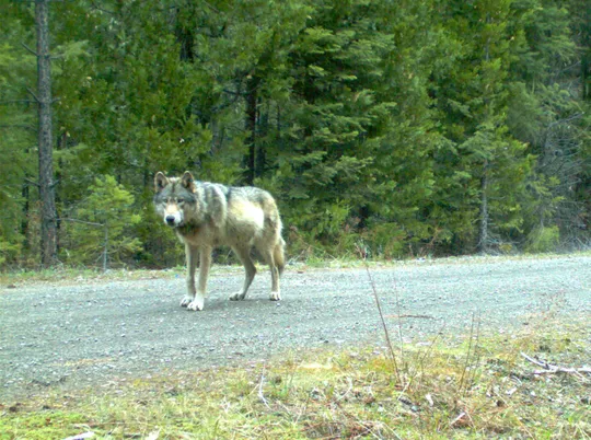 Wolves in Oregon, Growing Population, Debate, Conservation, Wildlife, Gray Wolf, Livestock, History, 2026, ODFW, OR-7
