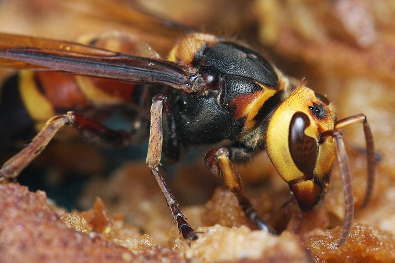 hornet2