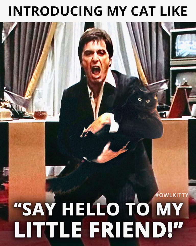 Portland Man Inserts His Cat into Famous Movie Scenes and it’s Fancatstic