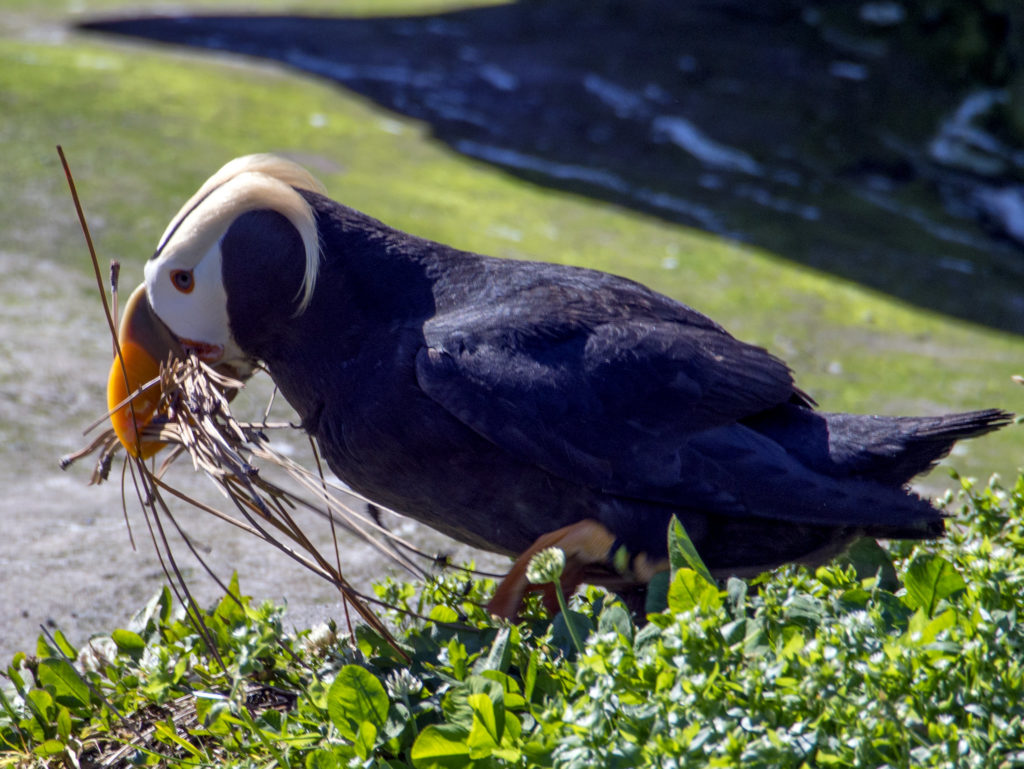 A tufted puffin building a nest at the Oregon Coast Aquarium.