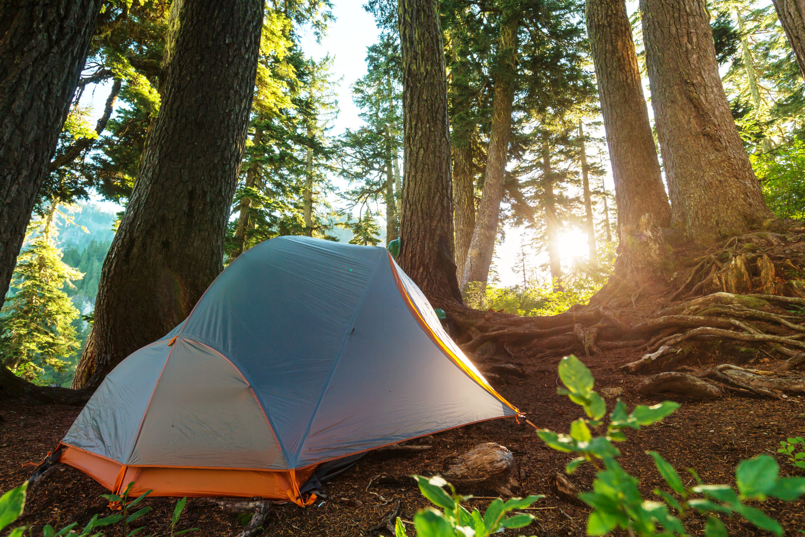 Tent in the forest