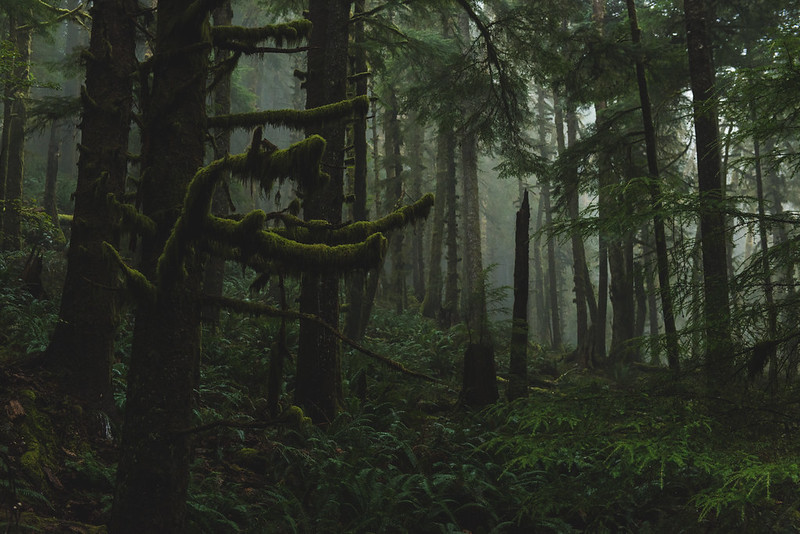 These Eerie Hiking Trails In The Pacific Northwest Will Leave You Looking Over Your Shoulder