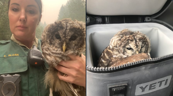 rescued_owl