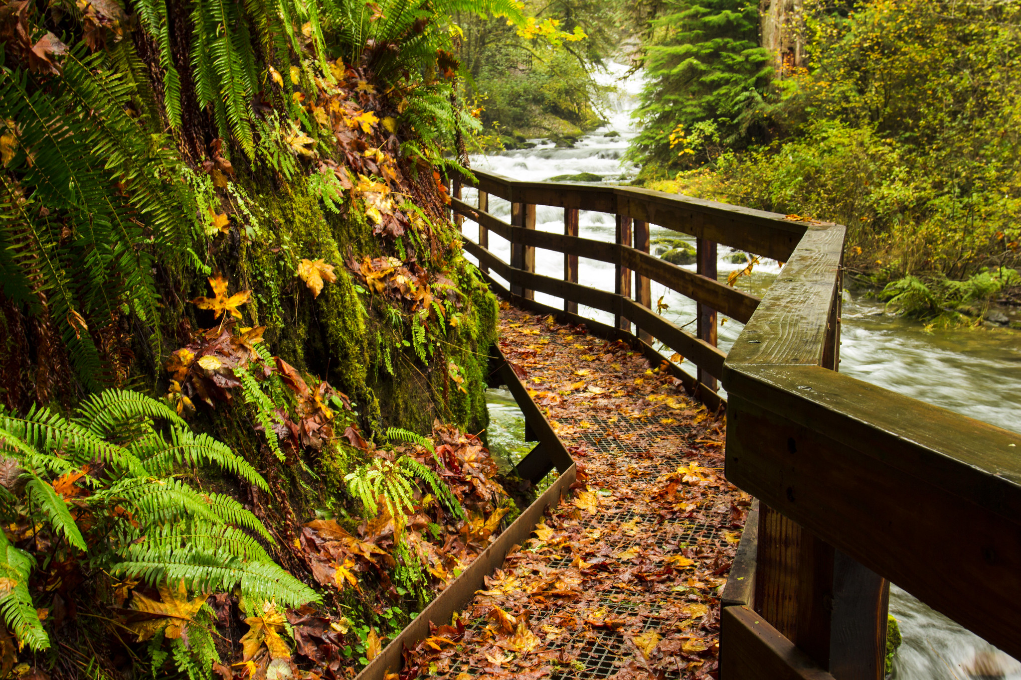 The Sweet Creek Trail. Photo by Bonnie Moreland via Flickr CC2.