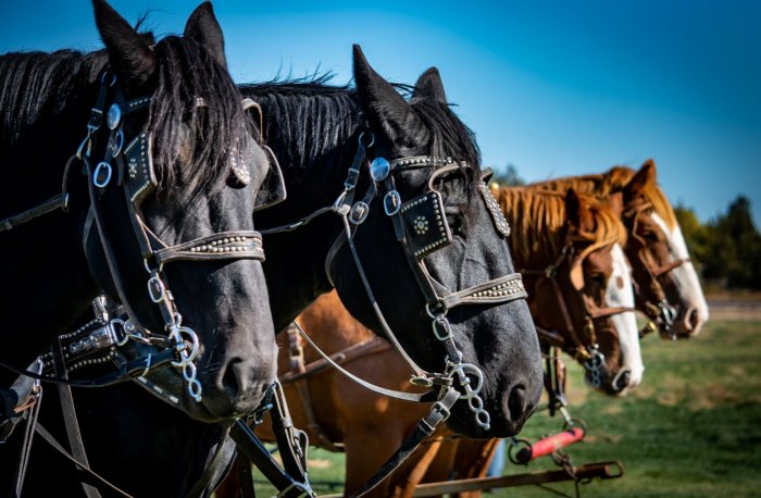 Smith Rock Ranch, Terrebonne Oregon, Family Fun, Central Oregon, Bend, Redmond, Things To Do, Pumpkin Patch, Hay Rides, Pumpkin Cannon, Giant Corn Maze, East of the Cascades, Dog Friendly Adventures, Good Food, Mini Golf, Best of Oregon