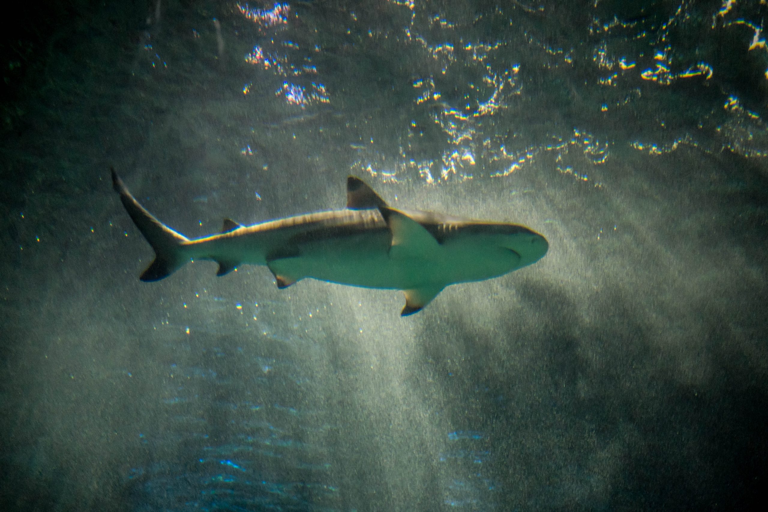 ENV Shark A shark in dark water