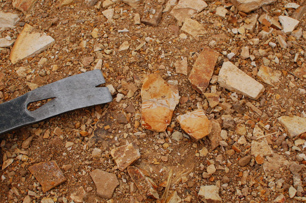 Oregon Fossils