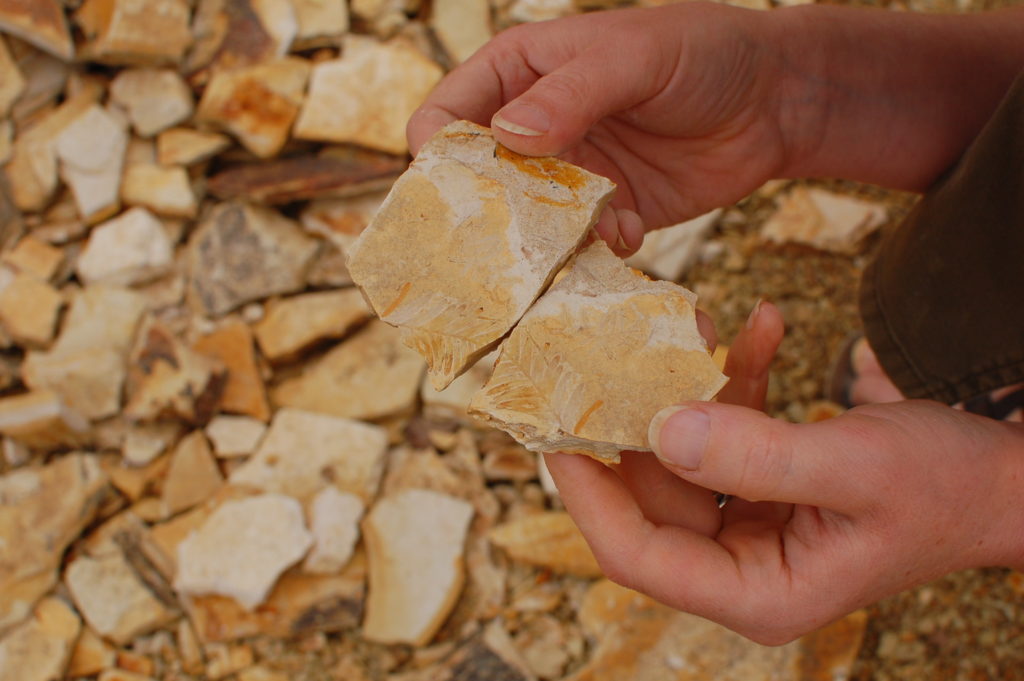 Where to find fossils in Oregon