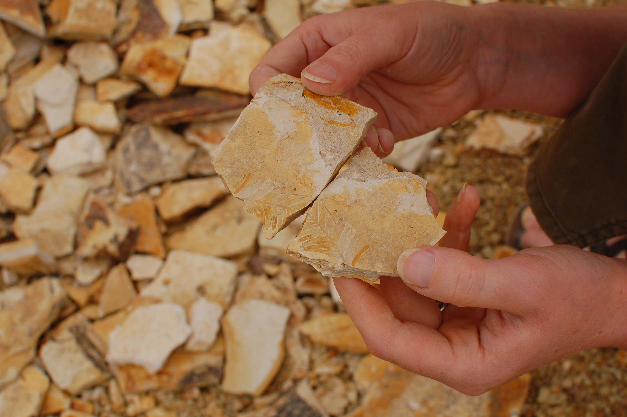 Where to find fossils in Oregon