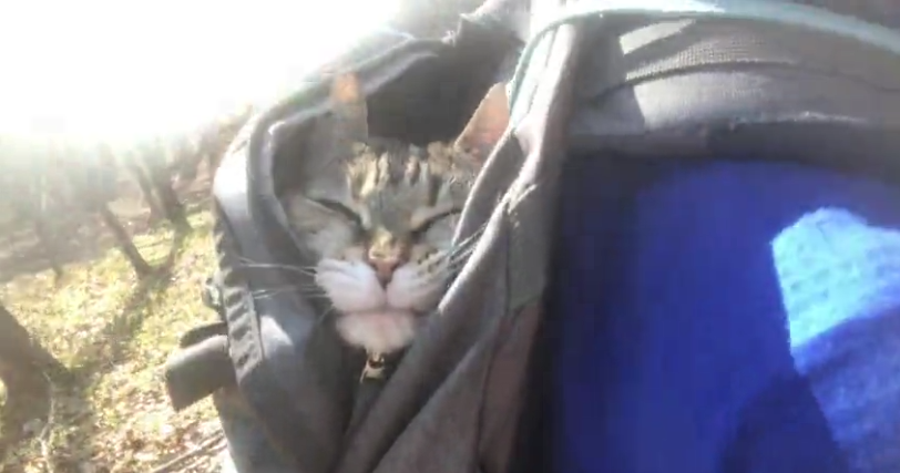 hiking_kitty