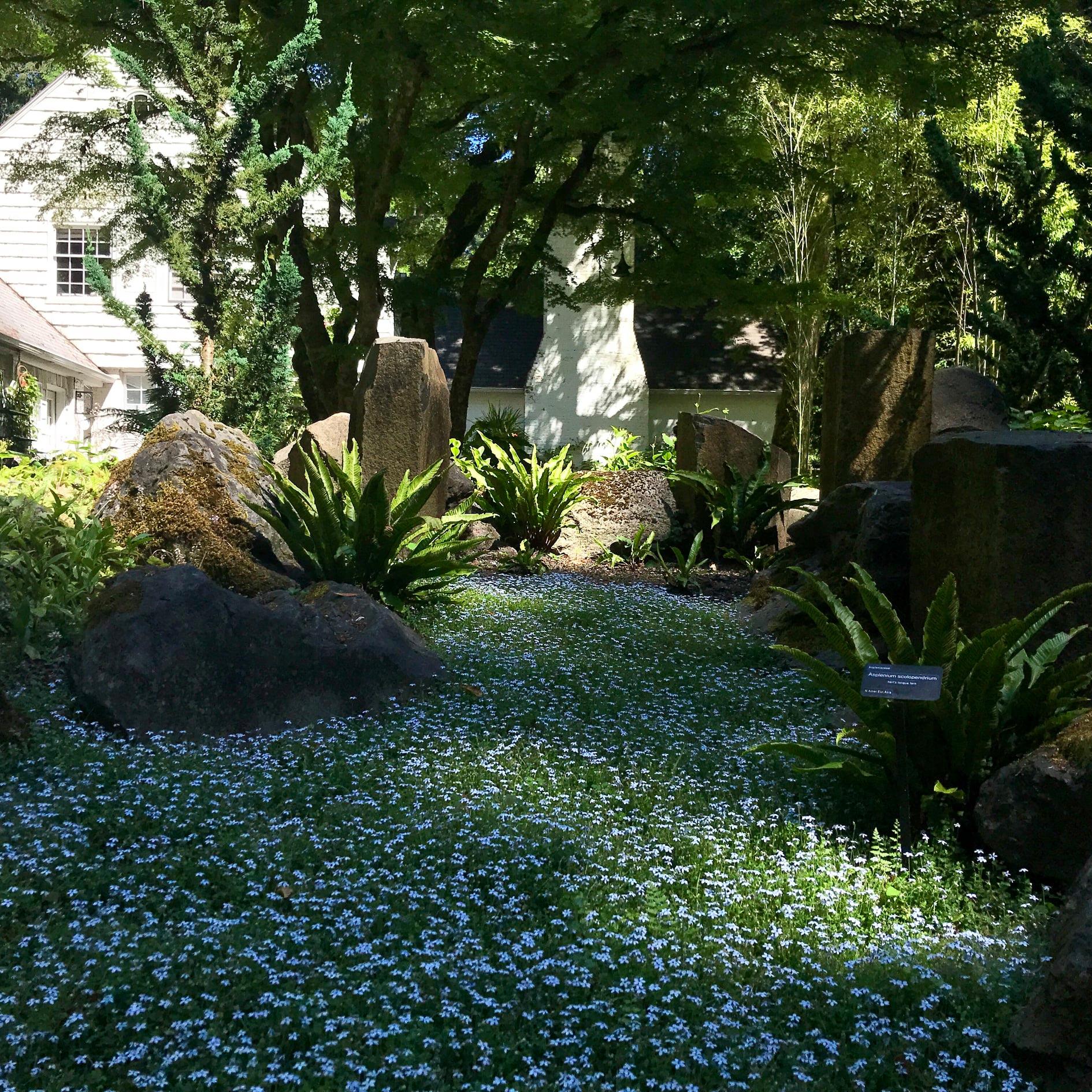 Blue flowers in grass.