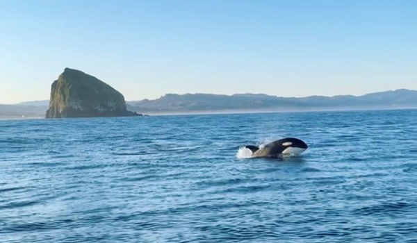 orcas_oregon_coast orca sightings oregon coast