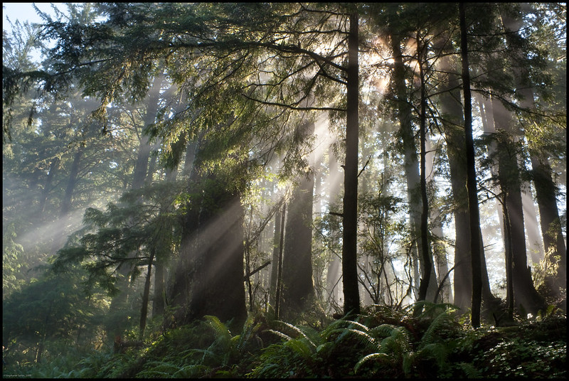 A forest on the trail to Cascade Head.