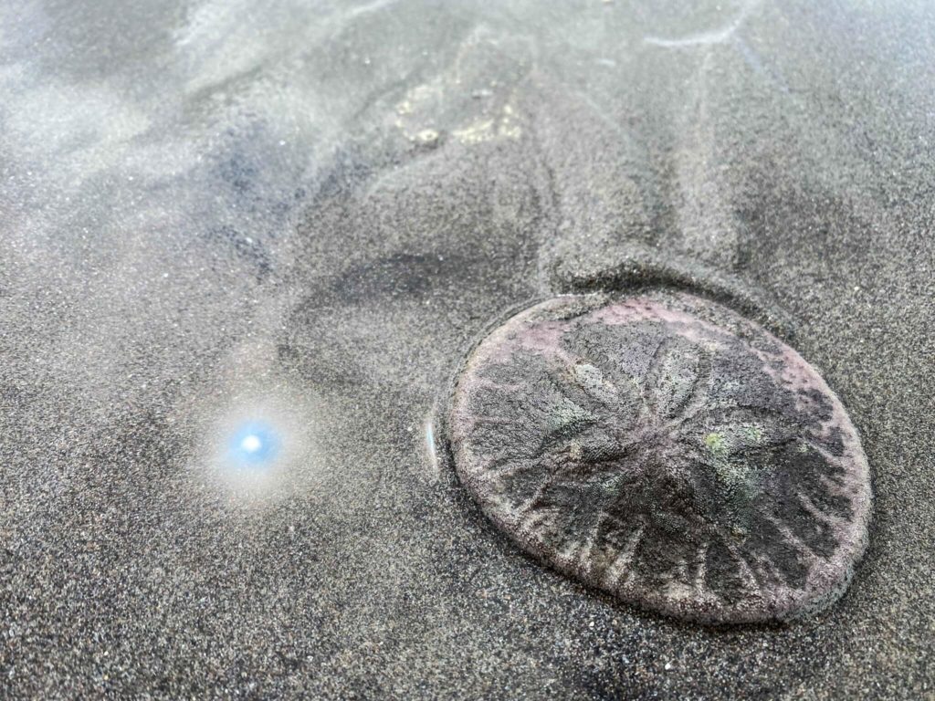 Sand dollar at seaside aquarium