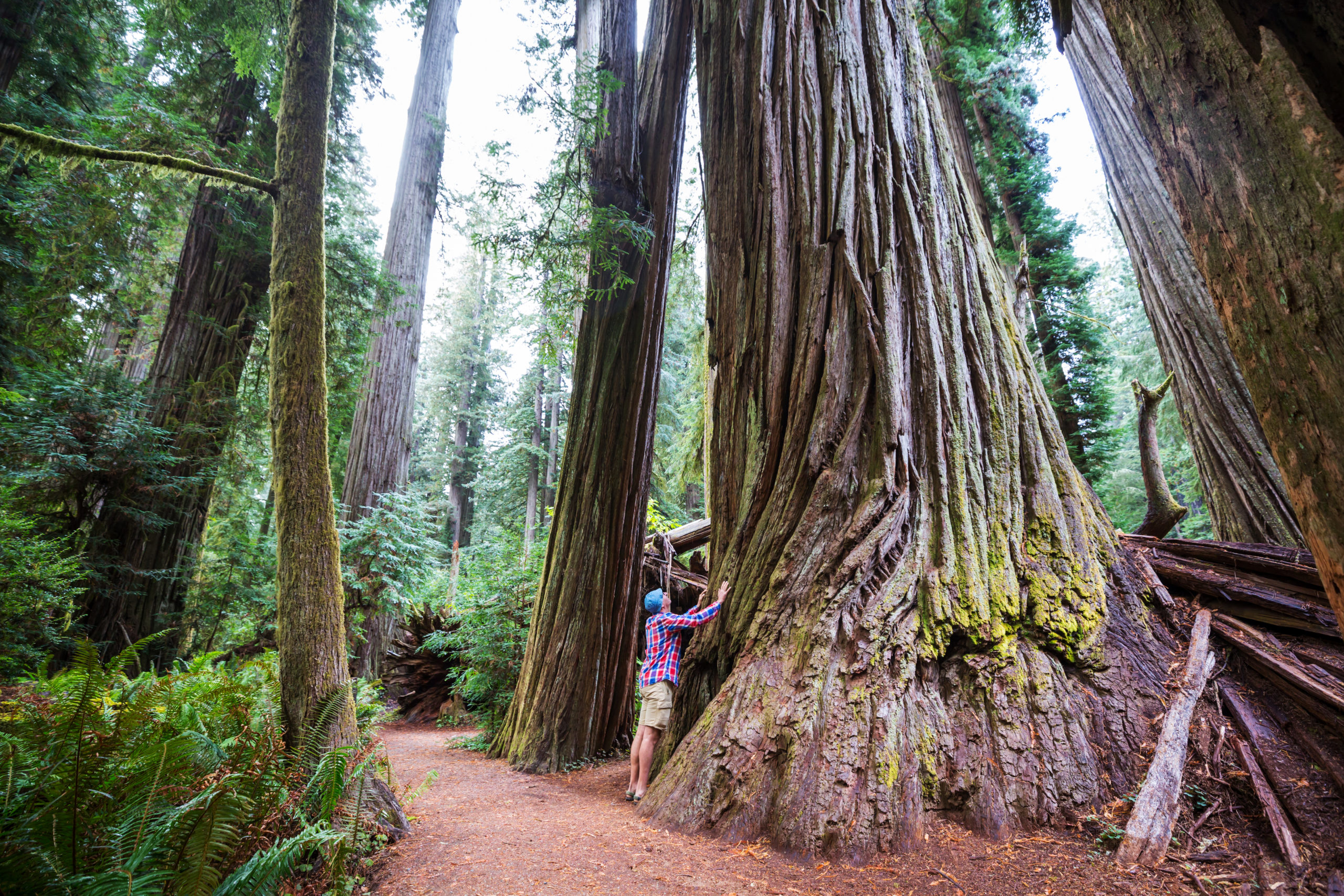 Sequoia ENV
