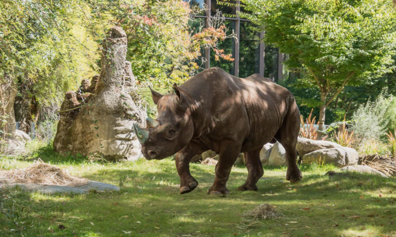 rhino