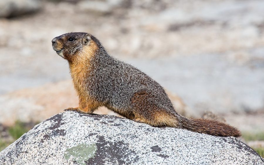 marmot oregon