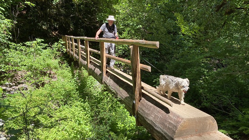 A person walking their dog across a log bridge on the McKenzie River Trail.