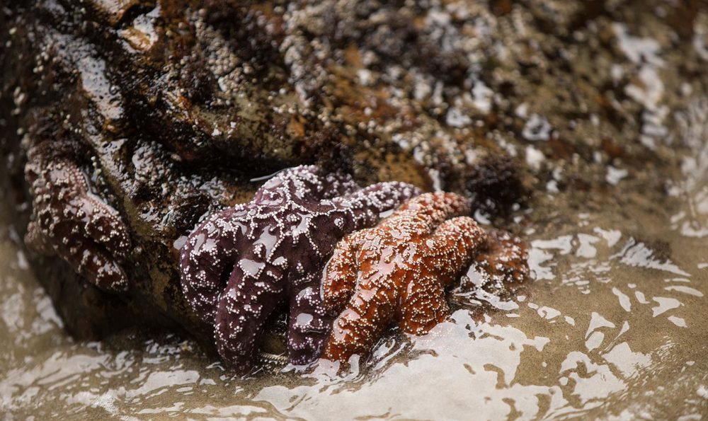 tide pools in oregon