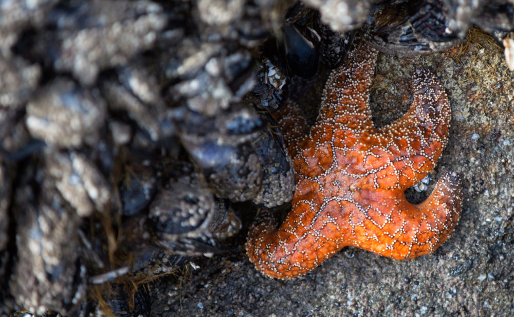 tide pools oregon
