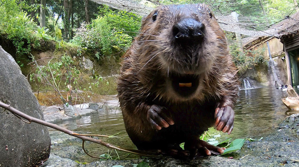 oregon zoo filbert the beaver