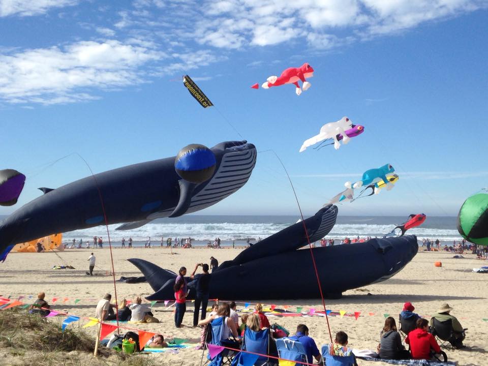 Massive Whale kites and many smaller colorful kites being flown on the beach at Lincoln City.