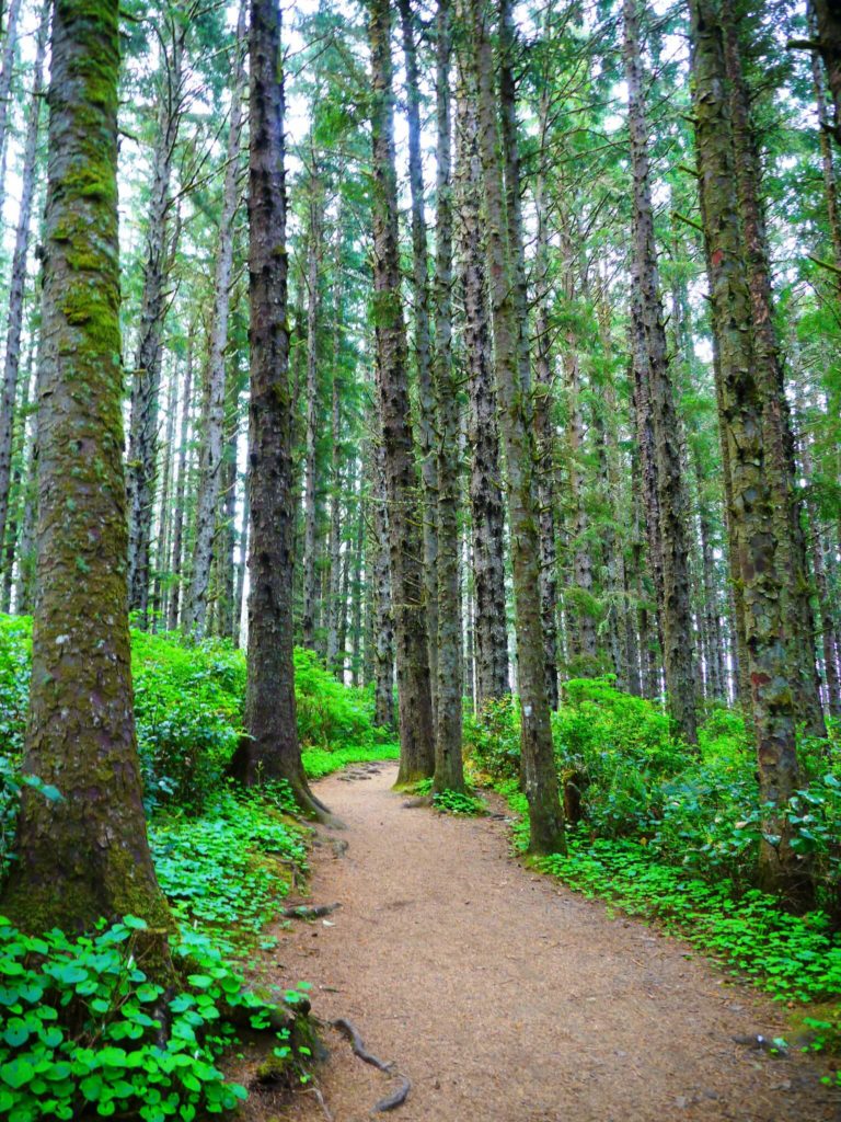 A trail through lush rainforest.